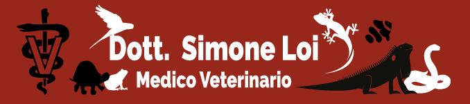 simoneloiveterinario